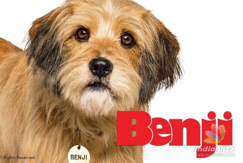 The Netflix original movie Benji succeeds all expectations