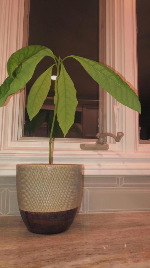 My avocado tree is better than your dead flowers