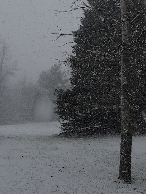 A dark and somewhat unsettling picture of a pine tree during a snowfall. 