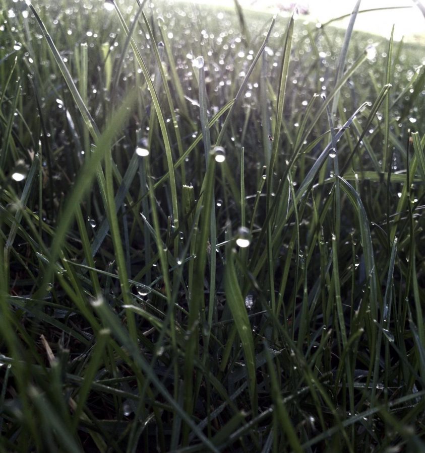 Droplets of water balancing on blades of grass that obviously have nothing to hide