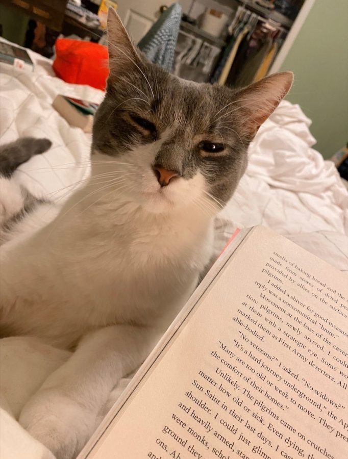 This is my cat, Yoshi, sitting by me while I read the third installment in the Shadow and Bone series