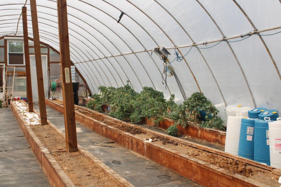 A peak inside the greenhouse, where students are currently growing kale. 