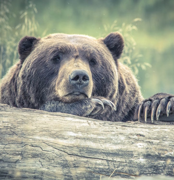 This bear is saddened by all of the animals he sees affected by humans feeding them
