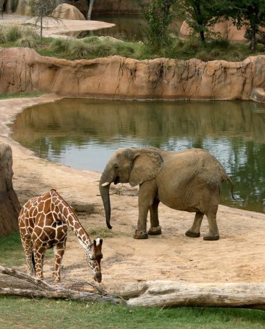 An elephant and a giraffe peacefully roaming in their zoo habitat. 