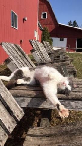 Smokey, a friendly barn cat who is enjoying the sun outside.