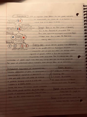 A picture of one of my note pages for the genetics unit in AP biology. It is filled with  vocab words and definitions, images, and key information to help me commit it to memory. 