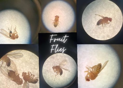 A collection of fruit fly images from Ella Satterthwaite and Chris Shang