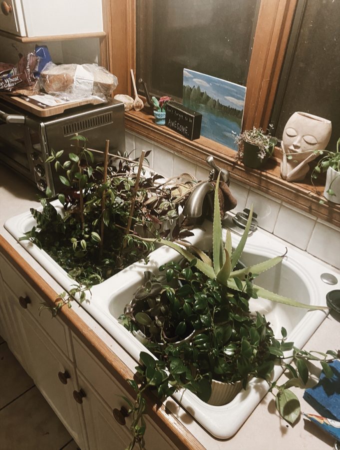 The kitchen sink, full of plants, in my best friends house, on a night when I went home feeling sparkly and golden