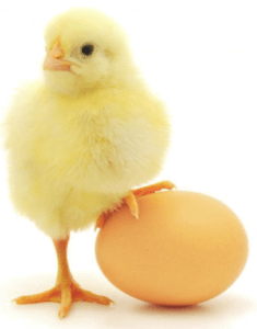 For lack of coming up with a different cover photo, this image displays a baby chick posing with an egg.