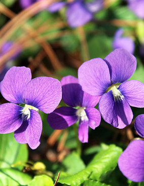 An image of Early Blue Violets, a type of wildflower usually found in Western States