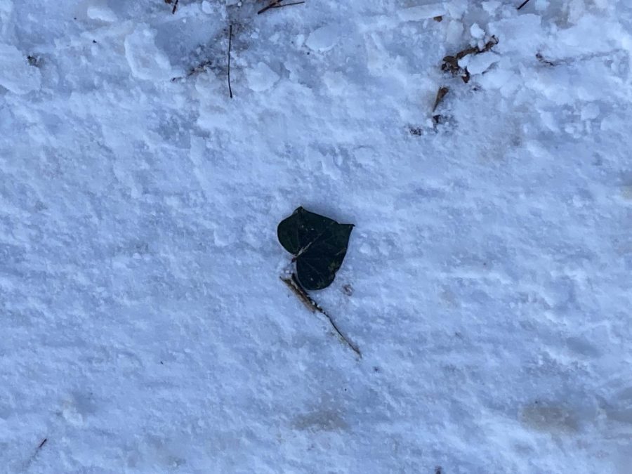 A leaf I saw on a walk last winter that looked like a heart.