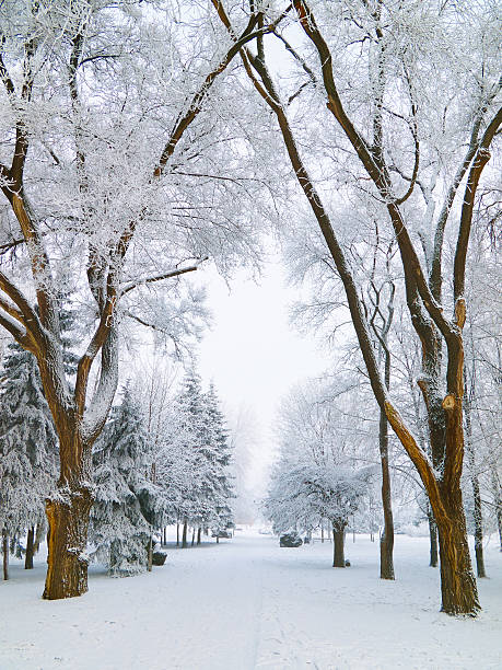 Winter+has+always+been+my+favorite+time+of+the+year.