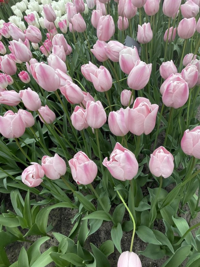 A photo of some pink flowers taken at Keukenhof, one of the largest flower gardens in Europe.