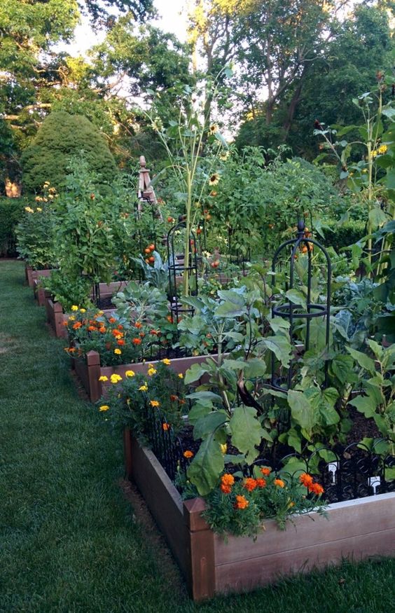 An example of a larger vegetable garden with raised garden beds