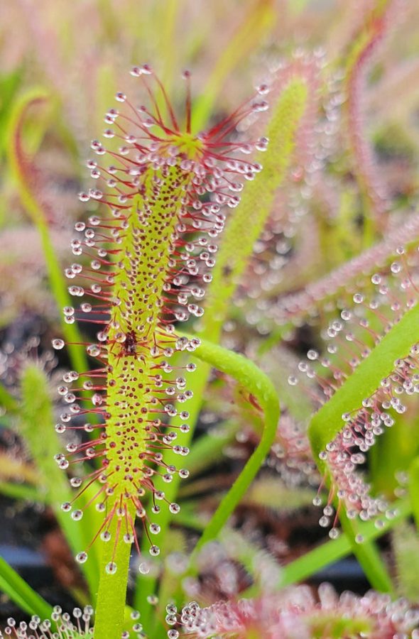 Why raising Drosera is beneficial not only to me