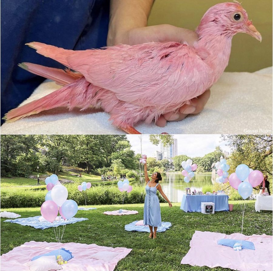 A pigeon was dyed pink with toxic dyes, and this is just one of the events at a gender reveal that turned to disaster.