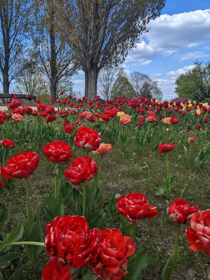 A field of tulips bloom under the quiet sky on a small hill that imagined while writing this column.