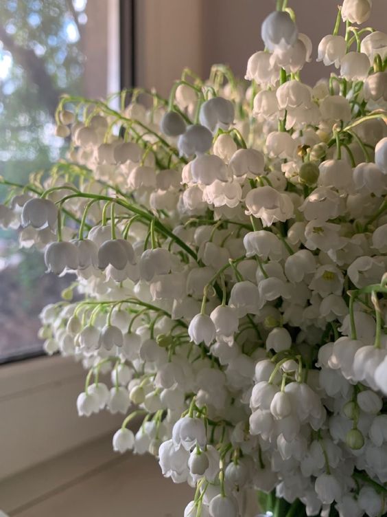 A photo of a bouquet of lily of the valley flowers 