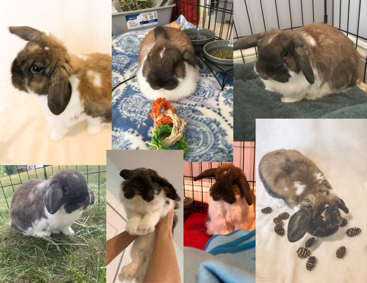 A collage of some of the many photos I took of Oliver.
