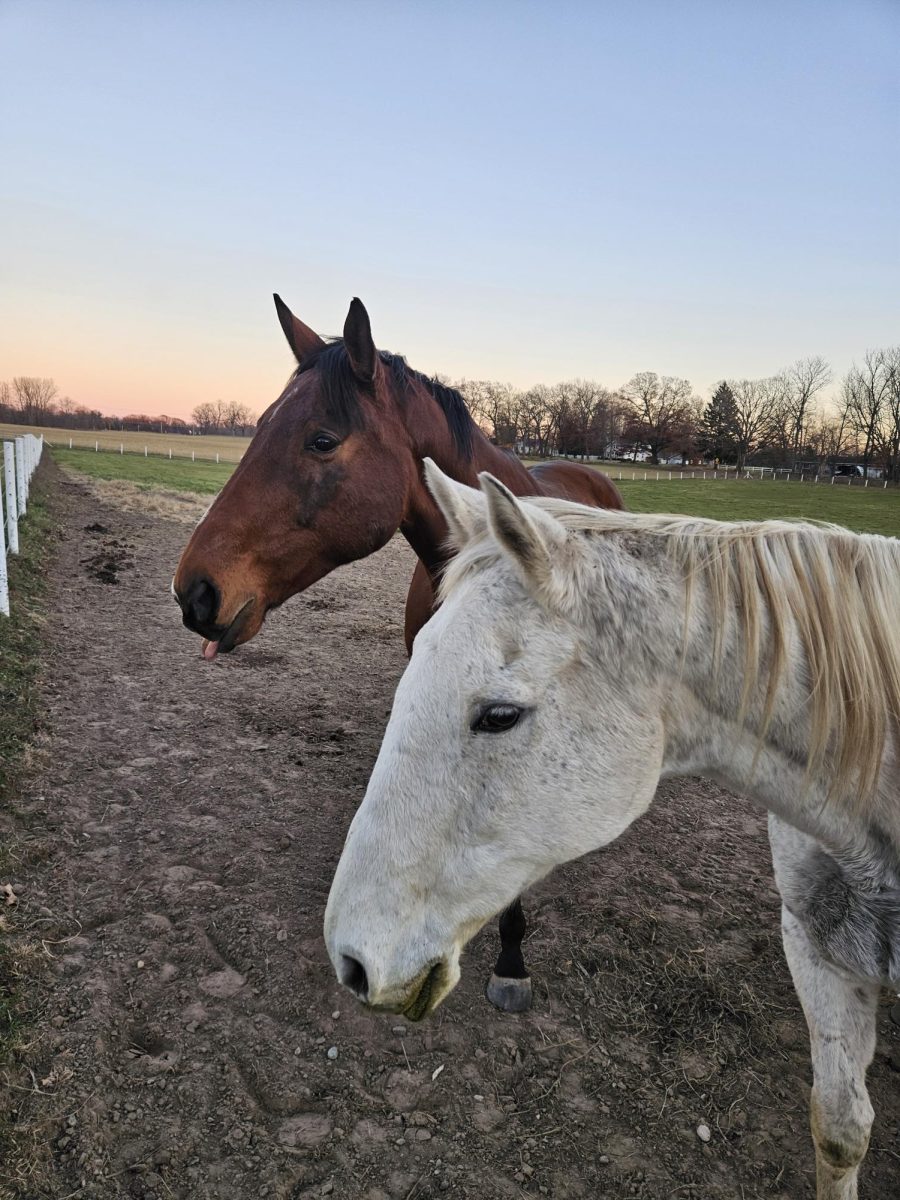 Two horses from the racing industry, Thirsty and Monty, who have gone on to live happy and healthy lives. Monty had over 40 starts!