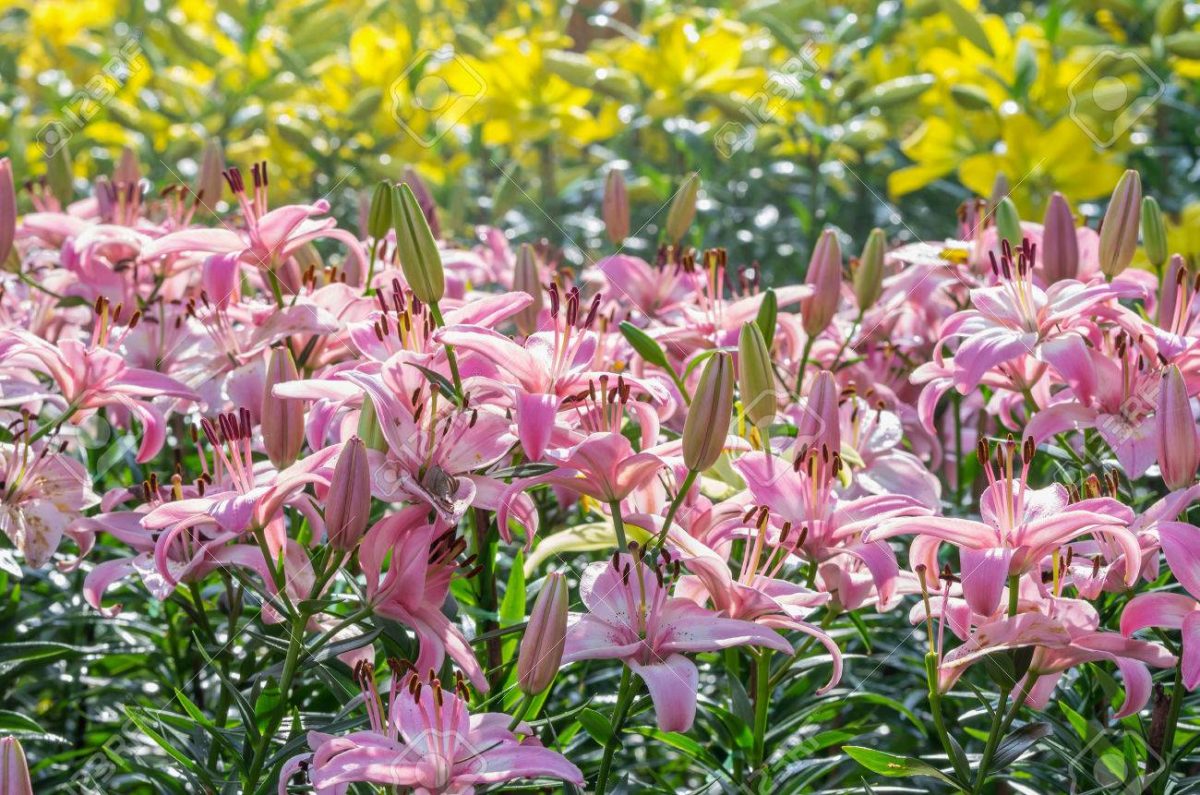 blooming pink lily field on morning
