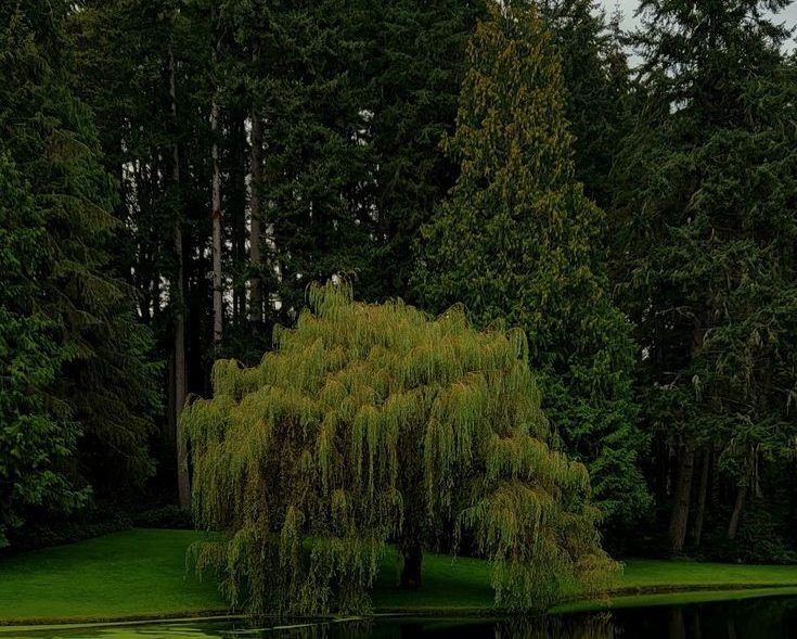 Musings of a pessimistic idealist: the weeping willows