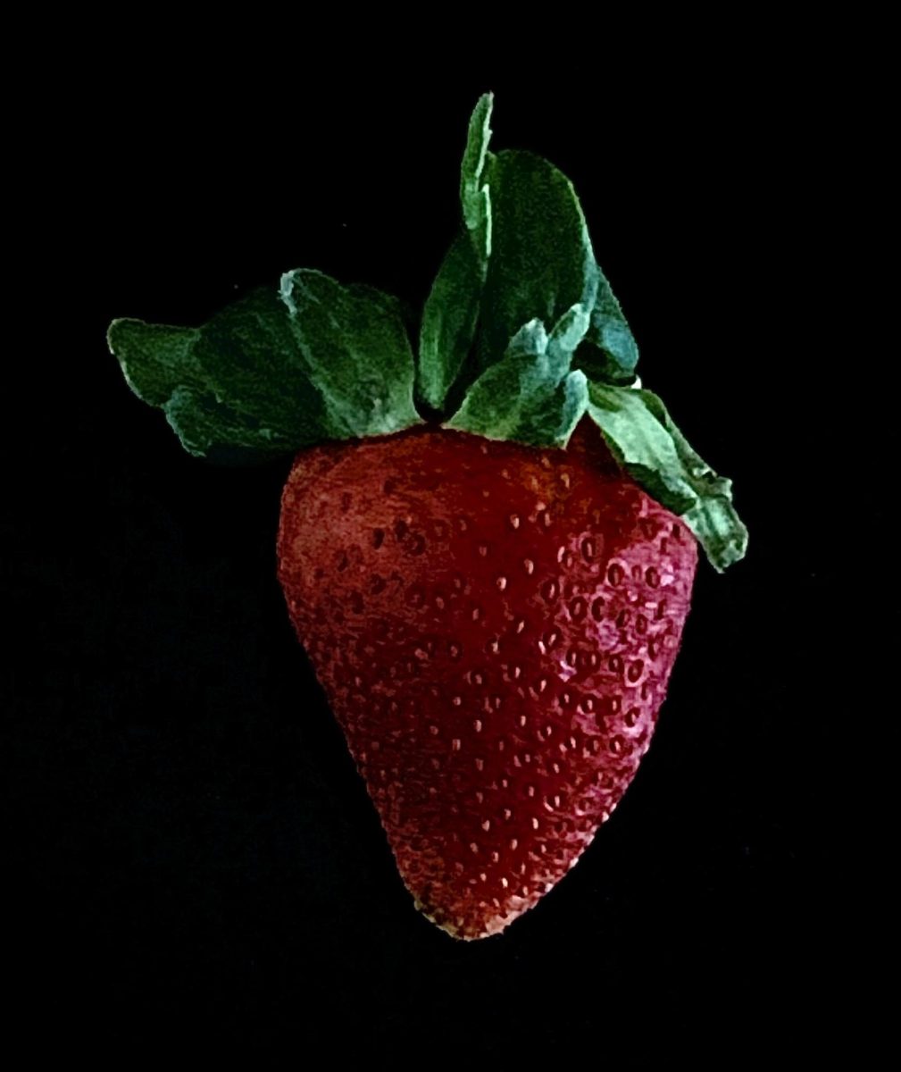 The+strawberry+bushes+never+failed+to+produce+beautiful+fruit.