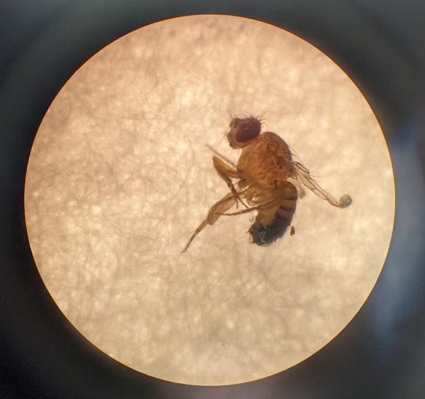 This photograph shows a vestigial-wing, red-eyed, male fruit fly under a microscope, one of the various strains of fruit fly FHCs AP Biology students are studying.