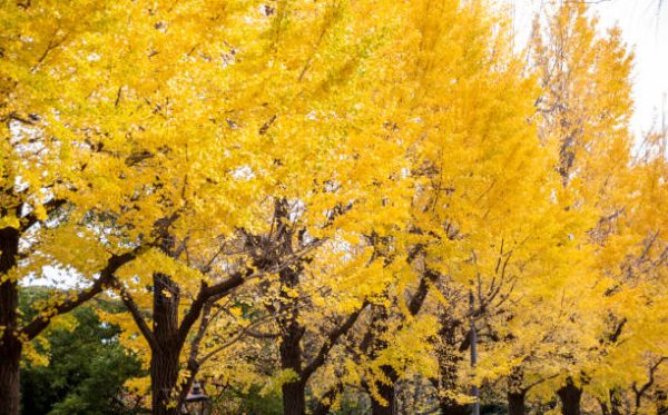 Gingko trees are a commonly found type of dioecious trees.