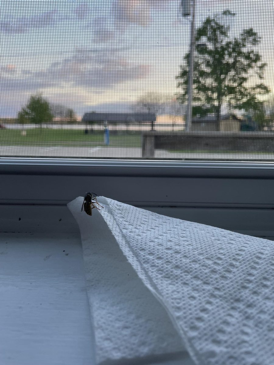 A picture of my bee friend after I was crying
