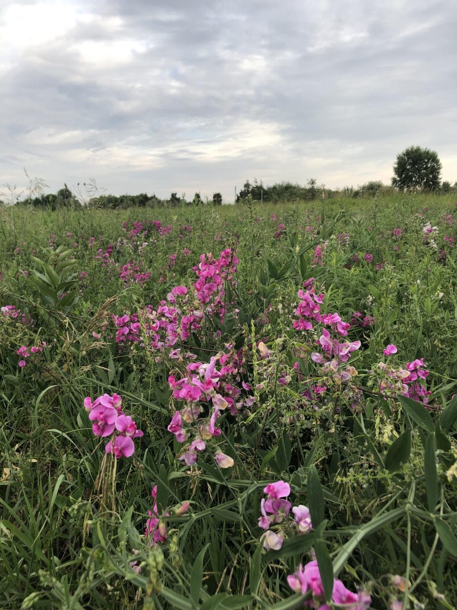 I'll never find what I'm looking for, no matter how many wildflower fields I walk through in my lifetime. 