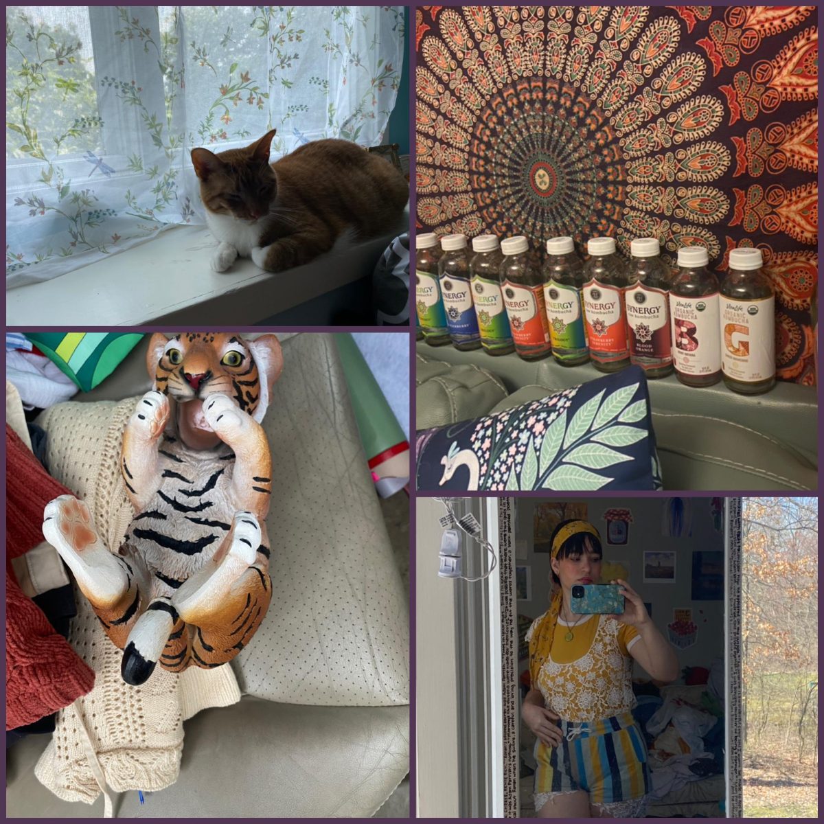 Pictures taken while decorating and a tiger named Cordelia I used for decor.