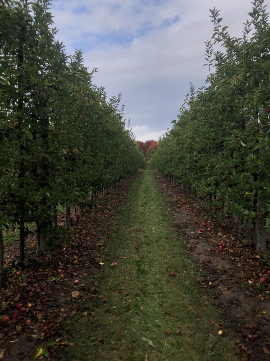 The apple tree waits, and in it she sits, above it all.