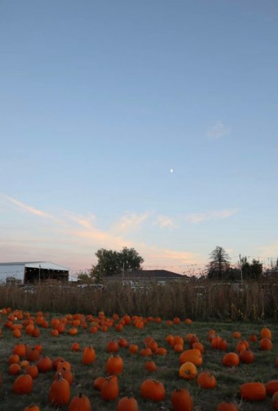 Attending Grand Rapids pumpkin patches is the ideal fall activity.