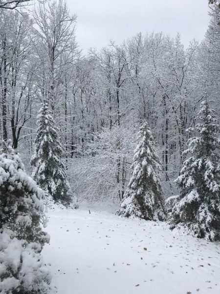 The sky paints the ground and trees a powdery white, mirroring the sky's misty hue