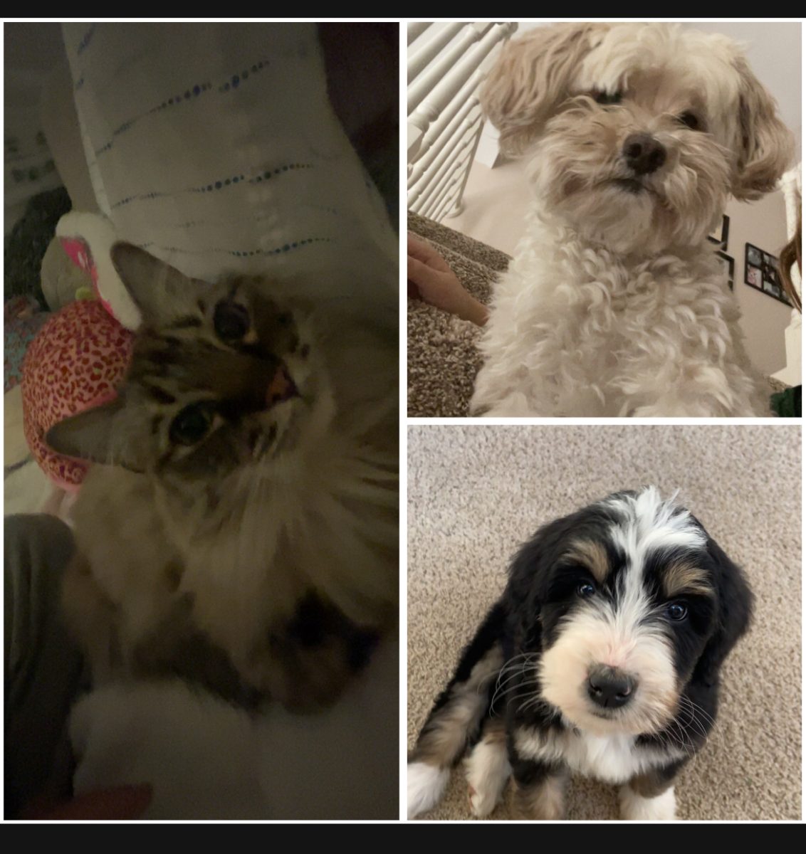 Lucy is the daisy dog, Luna is the bernedoodle, and the cat is Ruby