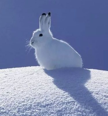 Of all the animals that I could have chosen, the arctic hare holds my highest rating.