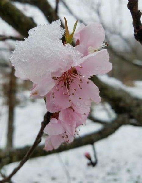 The flowers of false spring, that bloomed far too early, are a symbol of the spring yet to come.