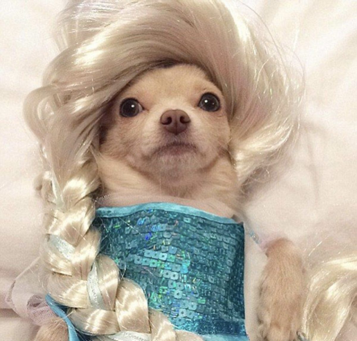 Even if our pets don't exactly look like Disney princesses, sometimes they definitely act like it.