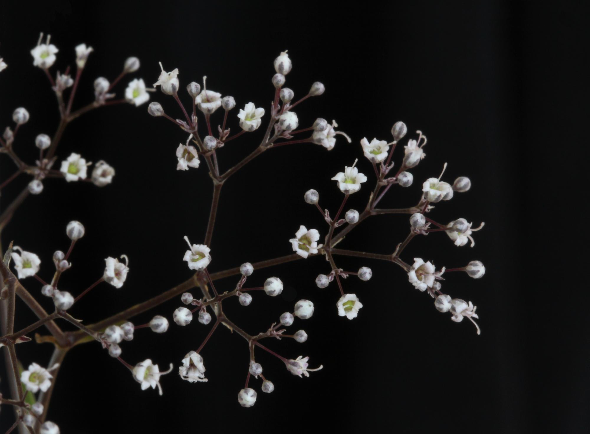 The Babies Breath flower is famous for its delicate appearance and its usage in floral decor.