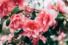 Even the most beautiful of flowers die when the frost arrives.